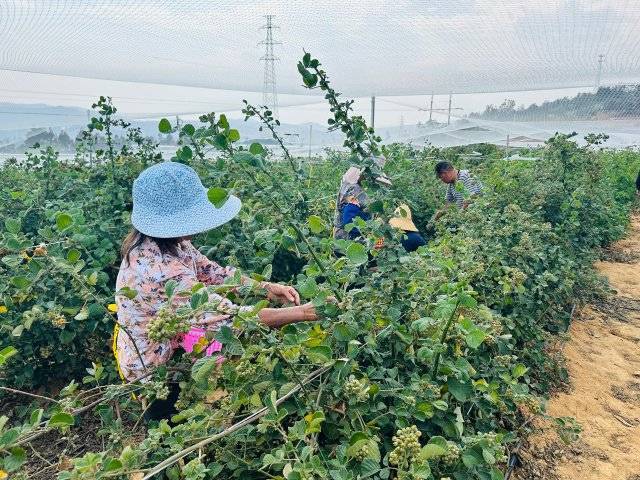 美好生活在云南玉溪江川无刺黄泡成熟