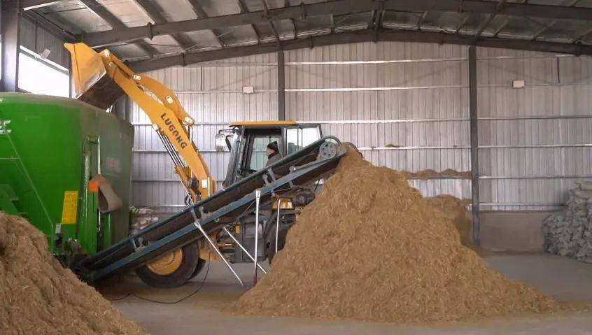 沙柳变饲料 增绿又增效_加工_灌木_资源