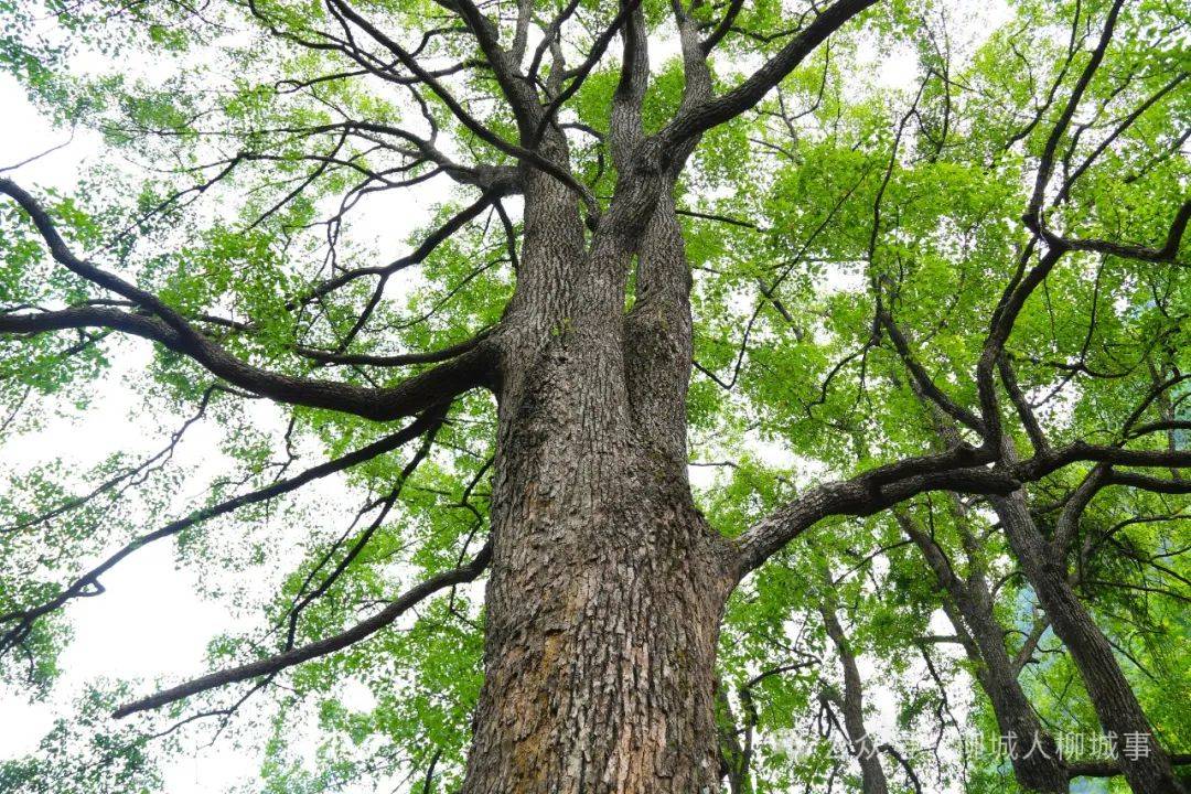 柳城香格里拉你去过吗