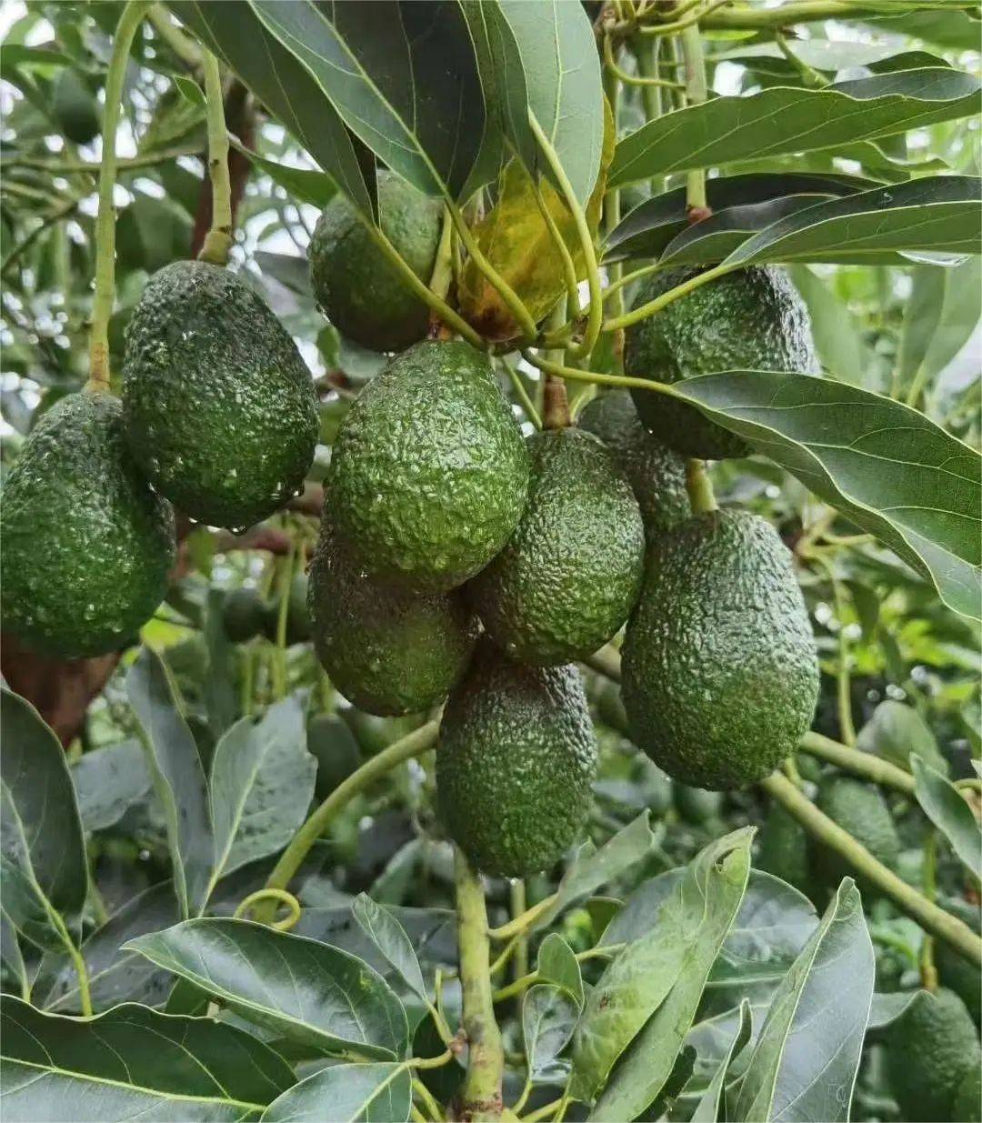 美丽四川走进大凉山会东