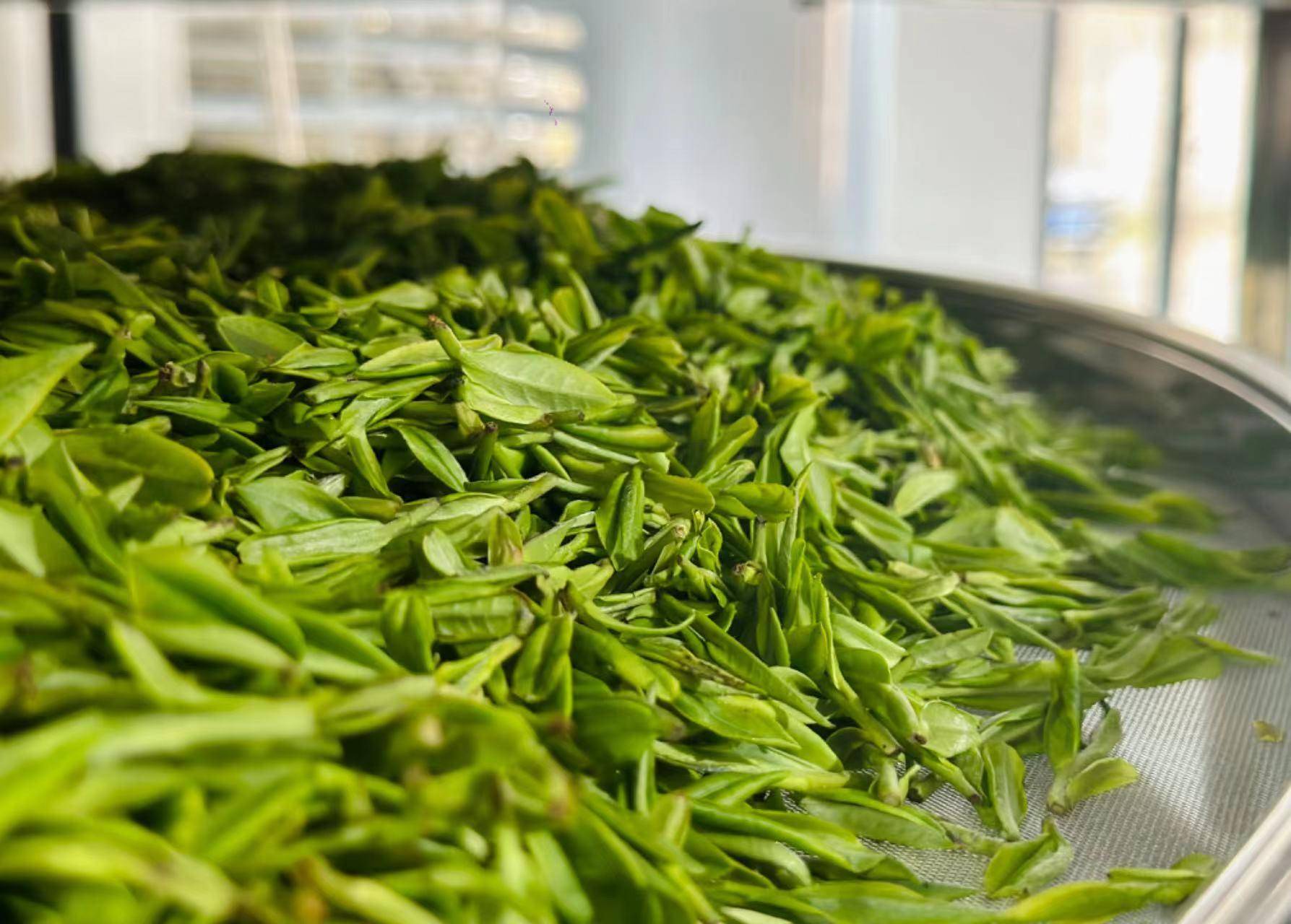 一捻一摘中 感知春天的气息_茶叶_金寨_茶园