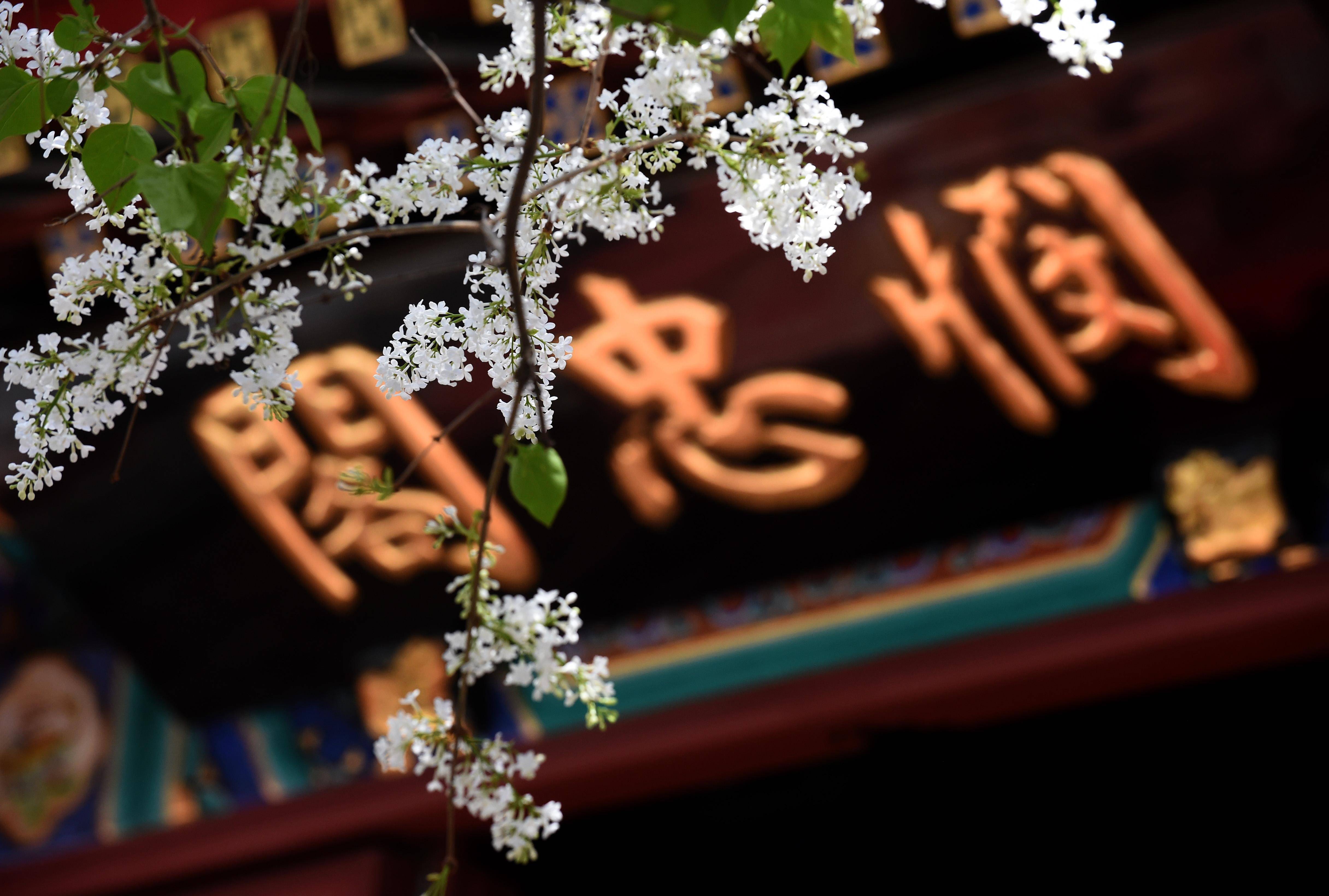 北京法源寺丁香花开引客来