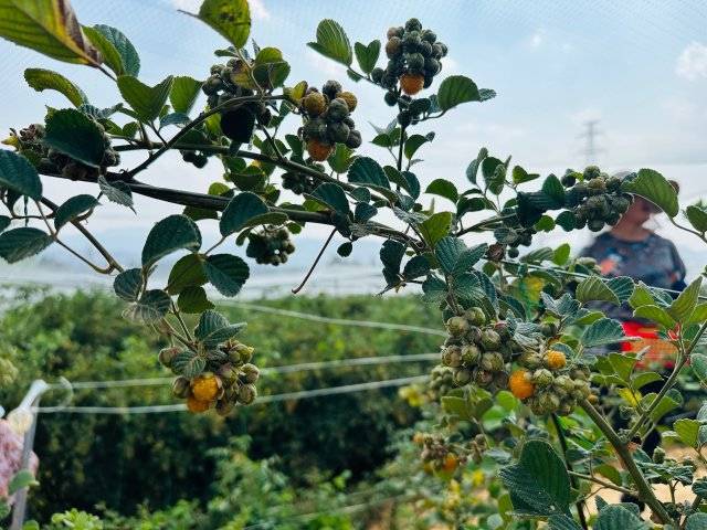 美好生活在云南玉溪江川无刺黄泡成熟