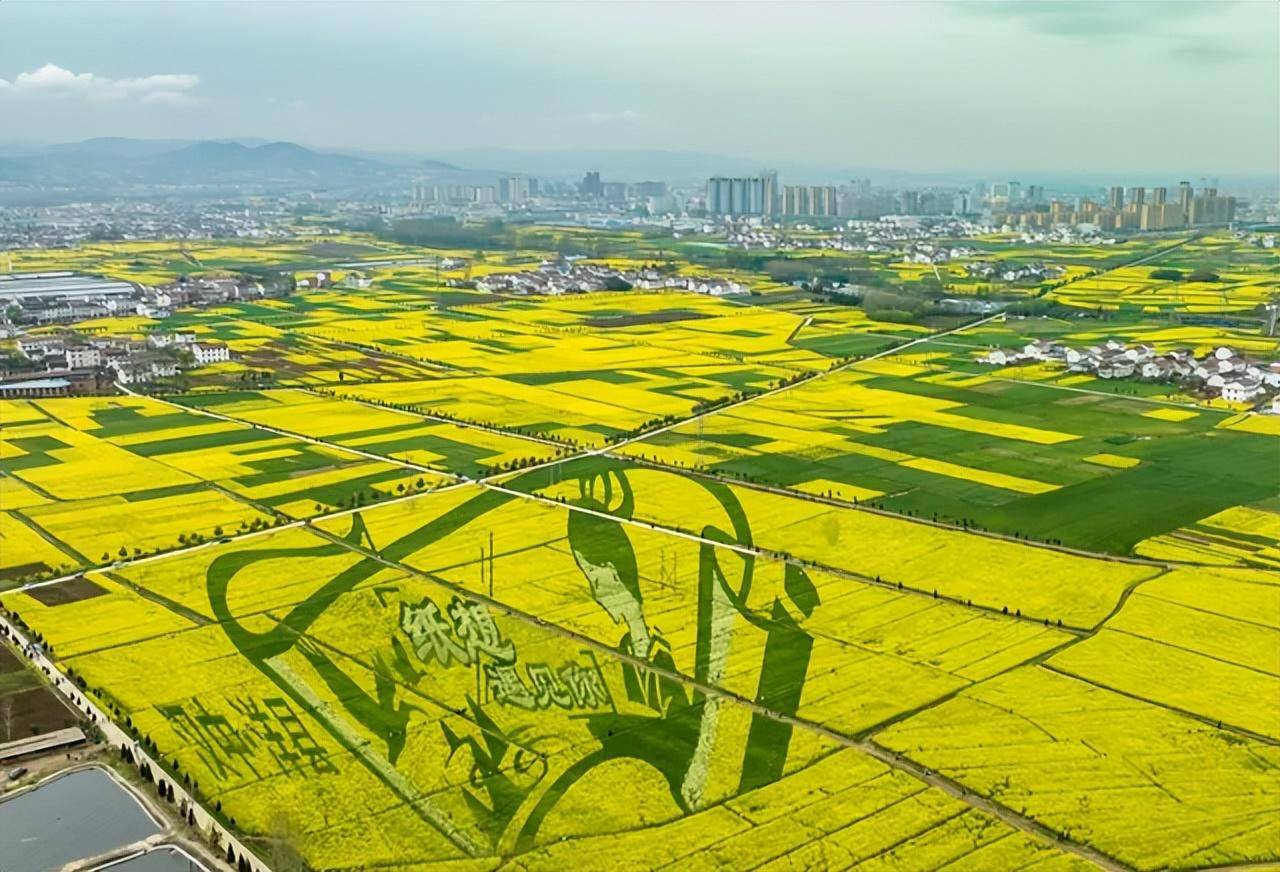 梦入乌衣国宁强县燕子砭镇岛湾村 牛夺战 摄等你,在下一个油菜花季