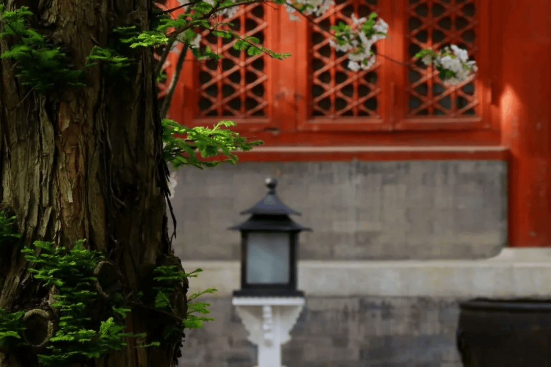 油菜花_樱花树_桃花