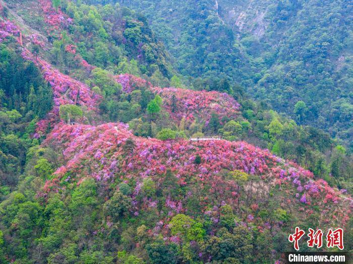 山上的野杜鹃图片图片