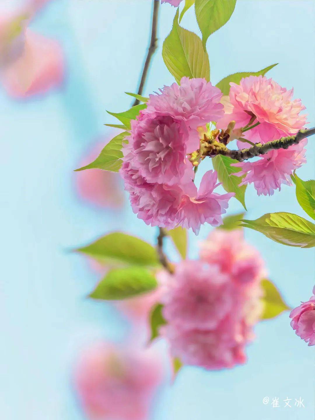 优秀作品展示春意盎然山师er镜头下的花语盛宴