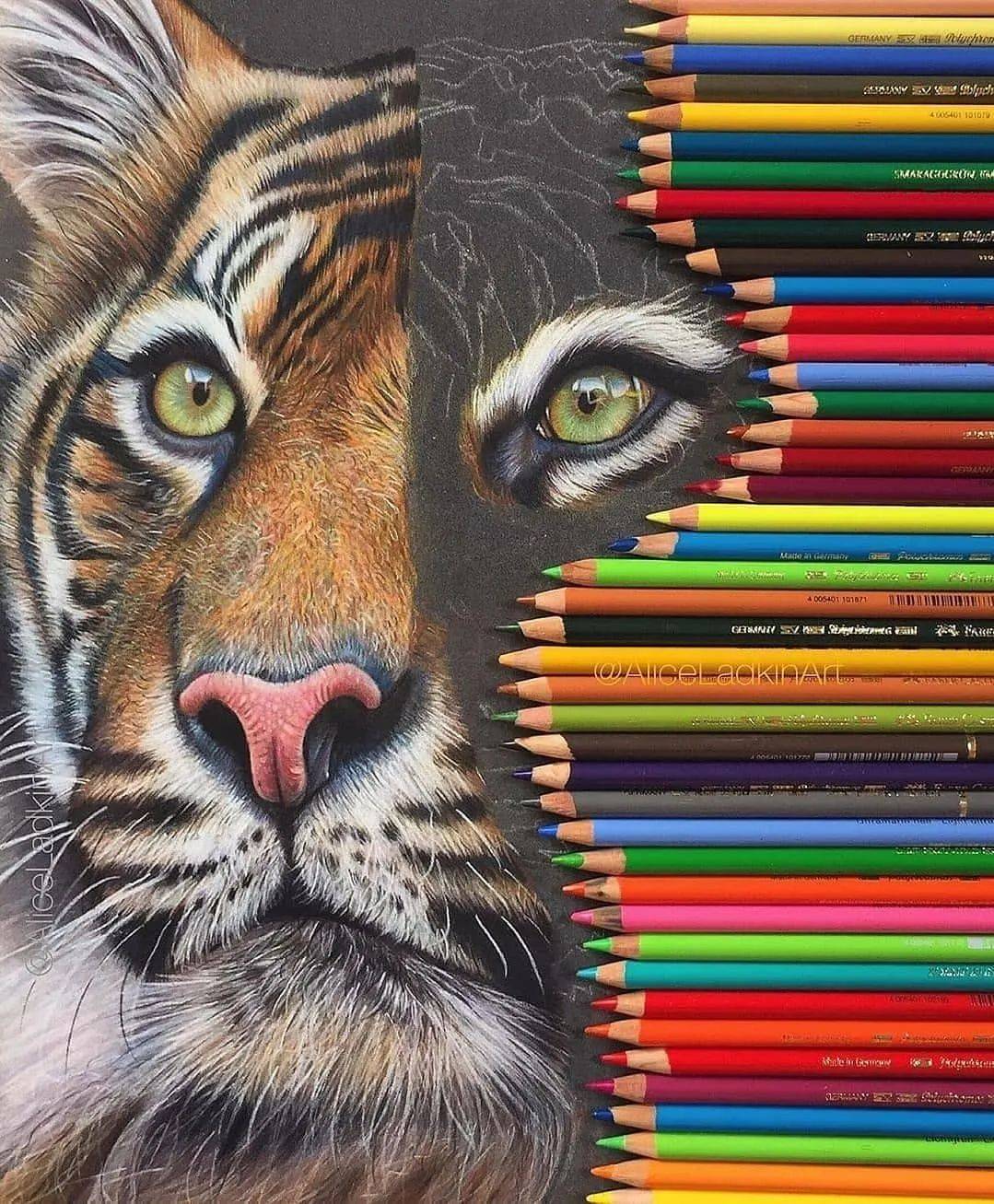 超细腻的动物彩铅手绘作品