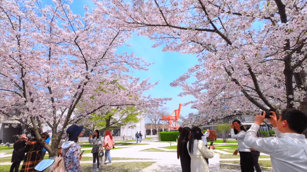 上海免费开放的1500米最美樱花大道梦幻缤纷!