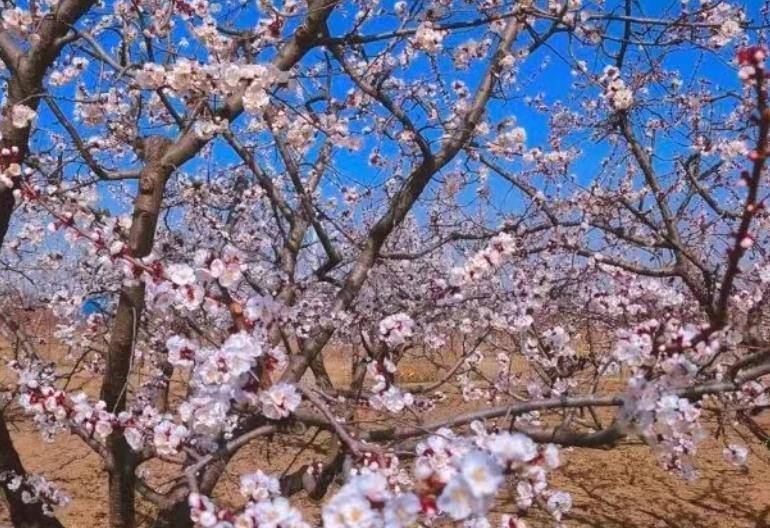 榆林市横山区杏花开春意浓
