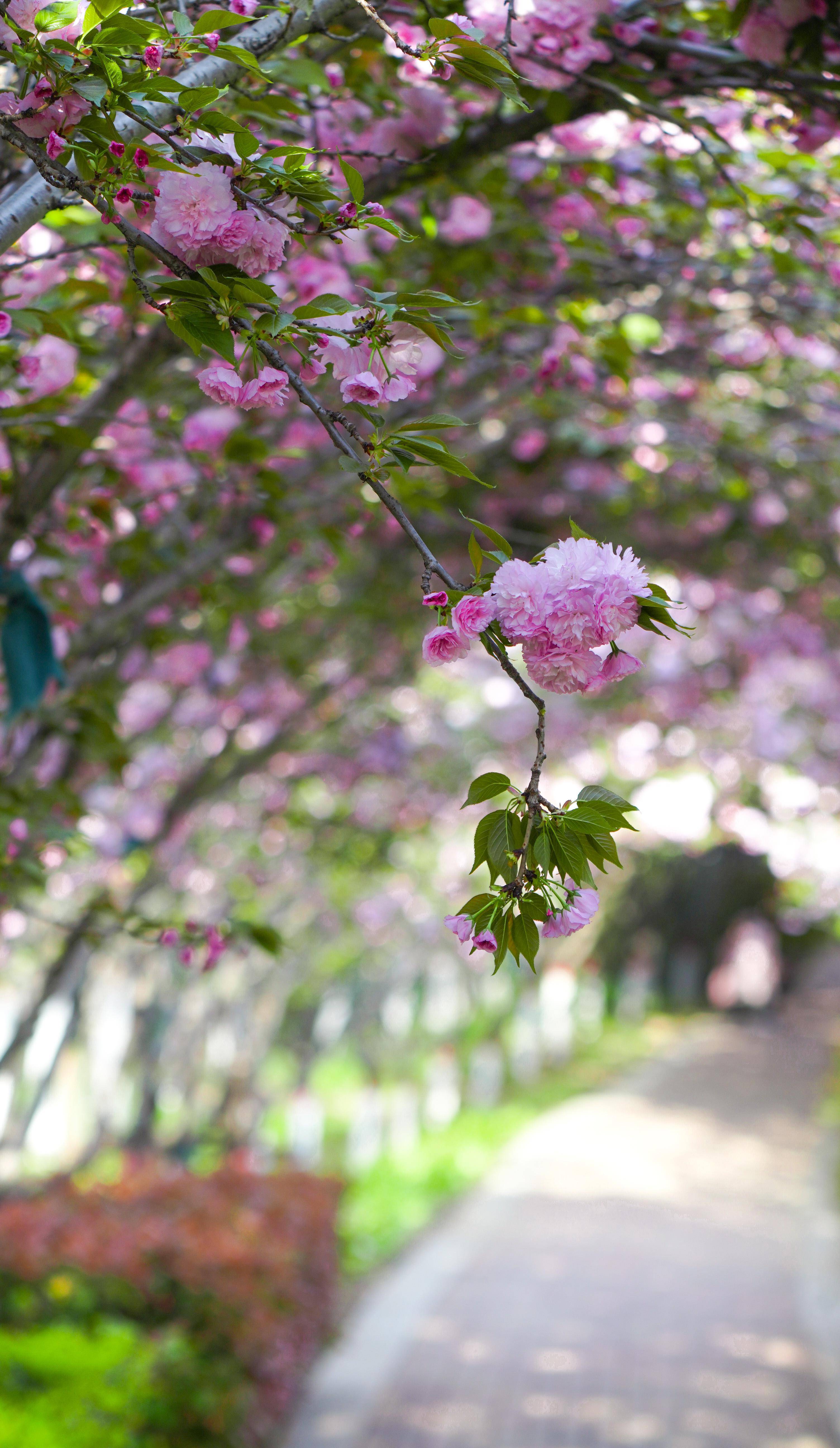 美翻啦!郑州百米樱花长廊等你来打卡