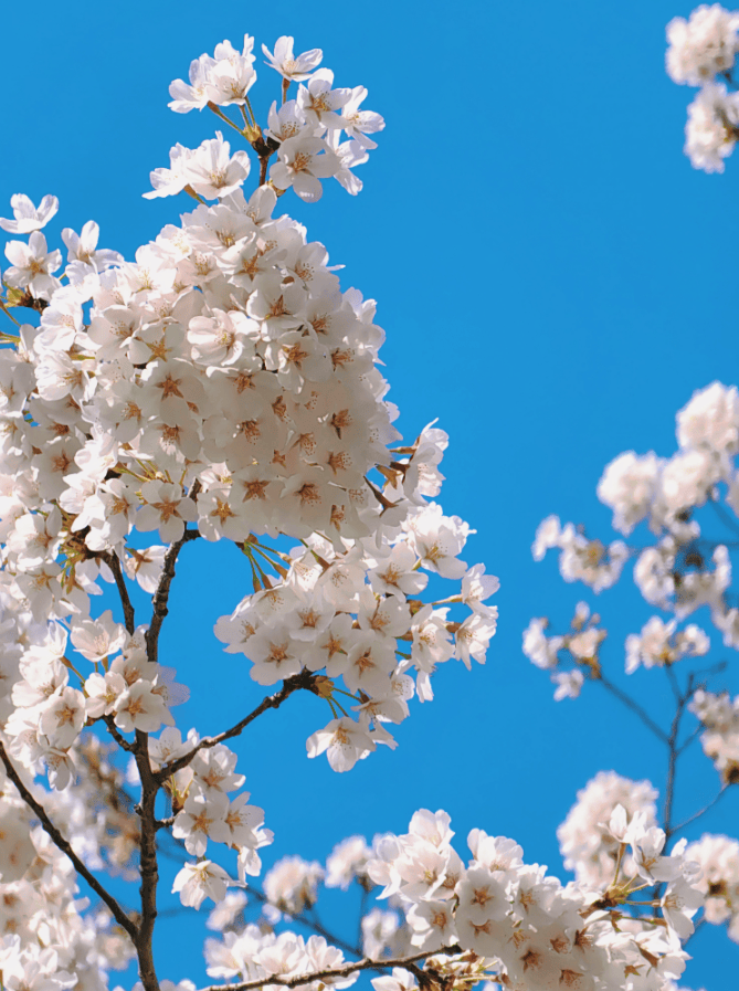 樱花模样图片