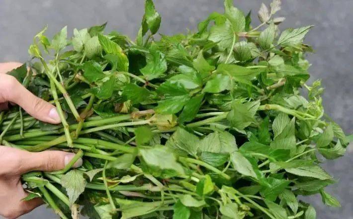 组团去打野再来尝一口乐昌人儿时的野菜盛宴