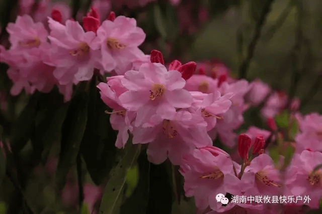 4月14日徒步上江西坳,赏高山云锦杜鹃花.