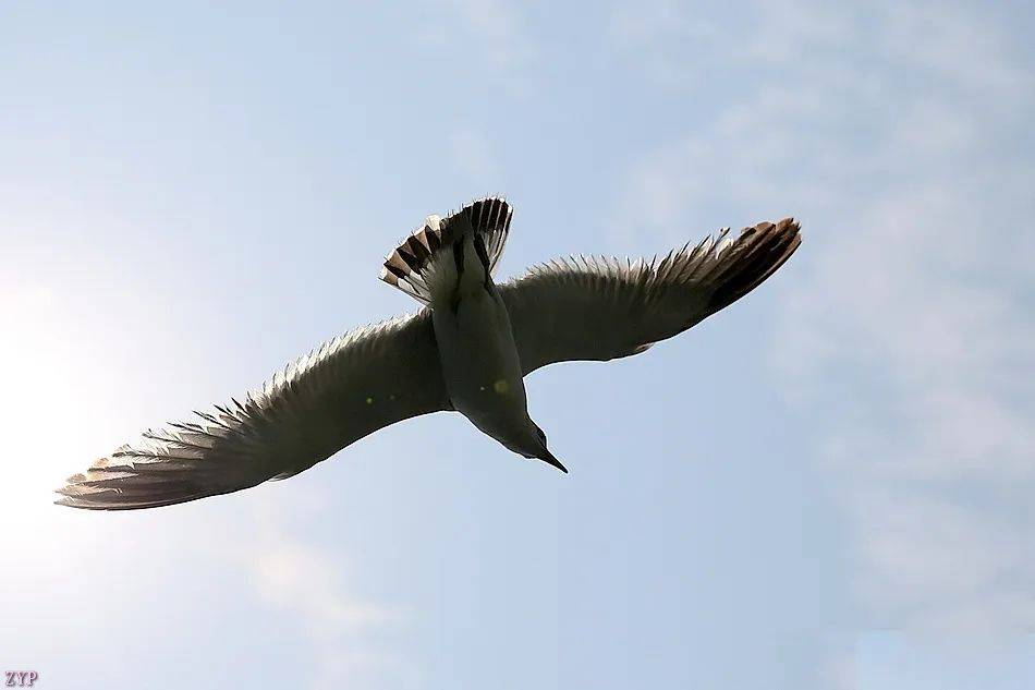 千姿百态的海鸥