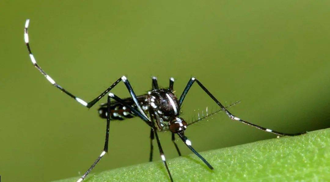 传播_伊蚊_我国