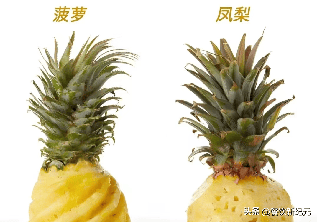 菠萝大量上市凤梨和菠萝到底有何区别一分钟带你了解清楚