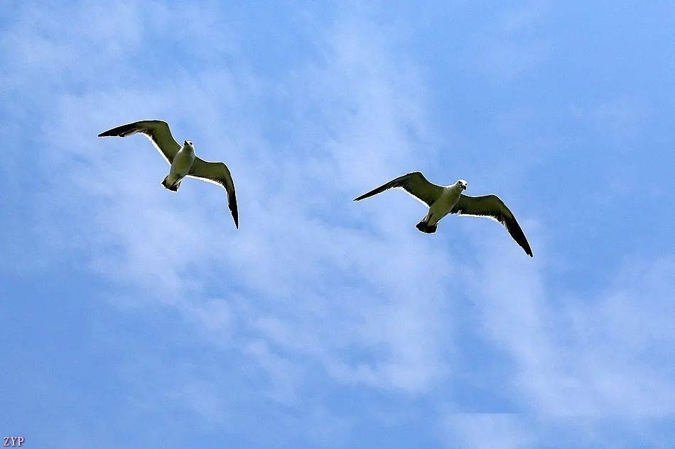 千姿百态的海鸥