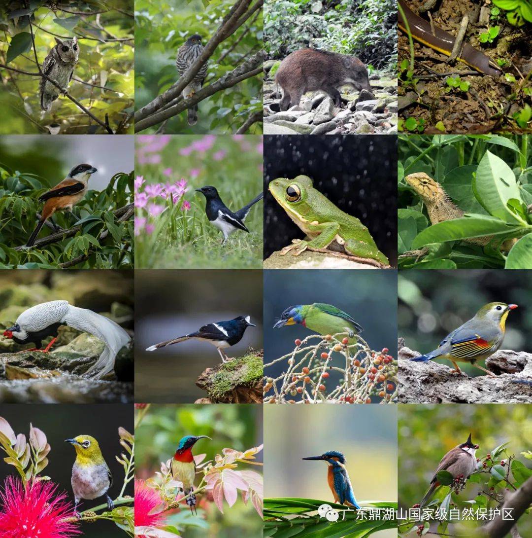 罕见肇庆发现的这些是啥