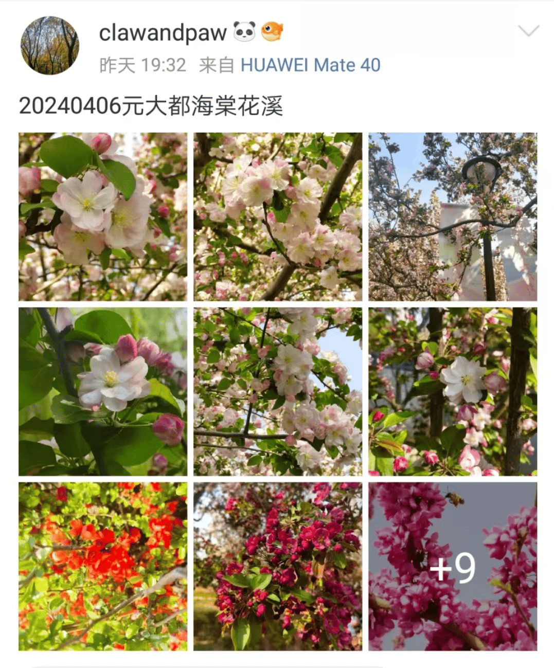 "花中神仙"之美誉的海棠(图源:图虫创意)近30个品种,5000余株金星海棠