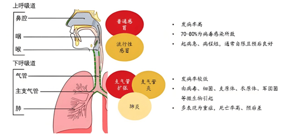 呼吸道感染照片图片