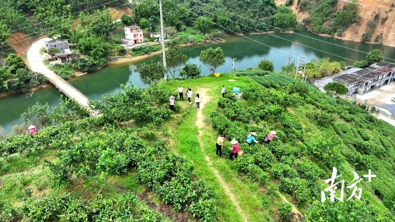 好山好水出好茶阳春圭岗300余亩大河茶场迎丰收
