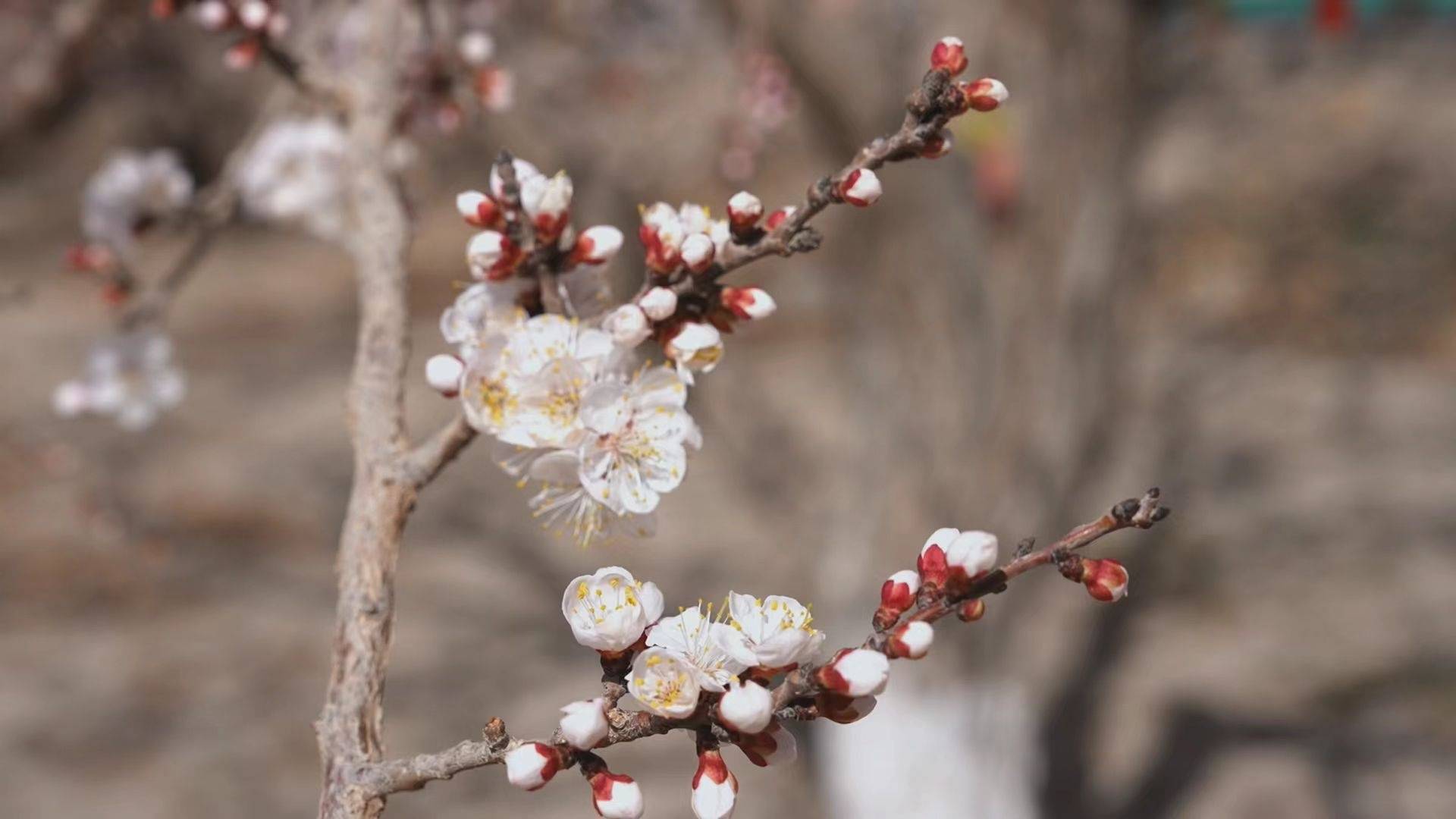 轮台县8万余亩杏花借暖风春水,照枝头新妆 (刘雨珊 摄)游客沙依尔古丽