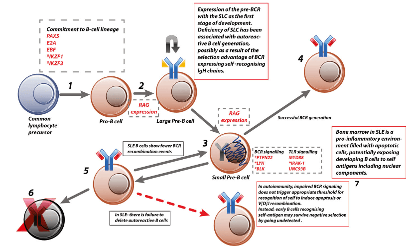 系统性红斑狼疮中六类免疫细胞