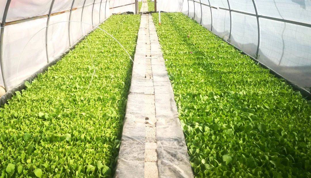 沙马木机一行到乡镇调研指导烟叶育苗工作