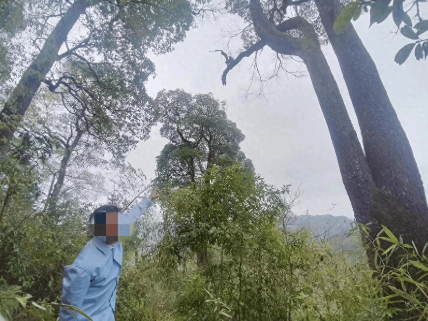 江华森林公安非法采集野生石斛冼某被采取强制措施