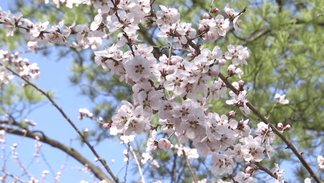 盛开,空气中到处满溢着花的芬芳,也为春天的晋城增添了几分艳丽的色彩