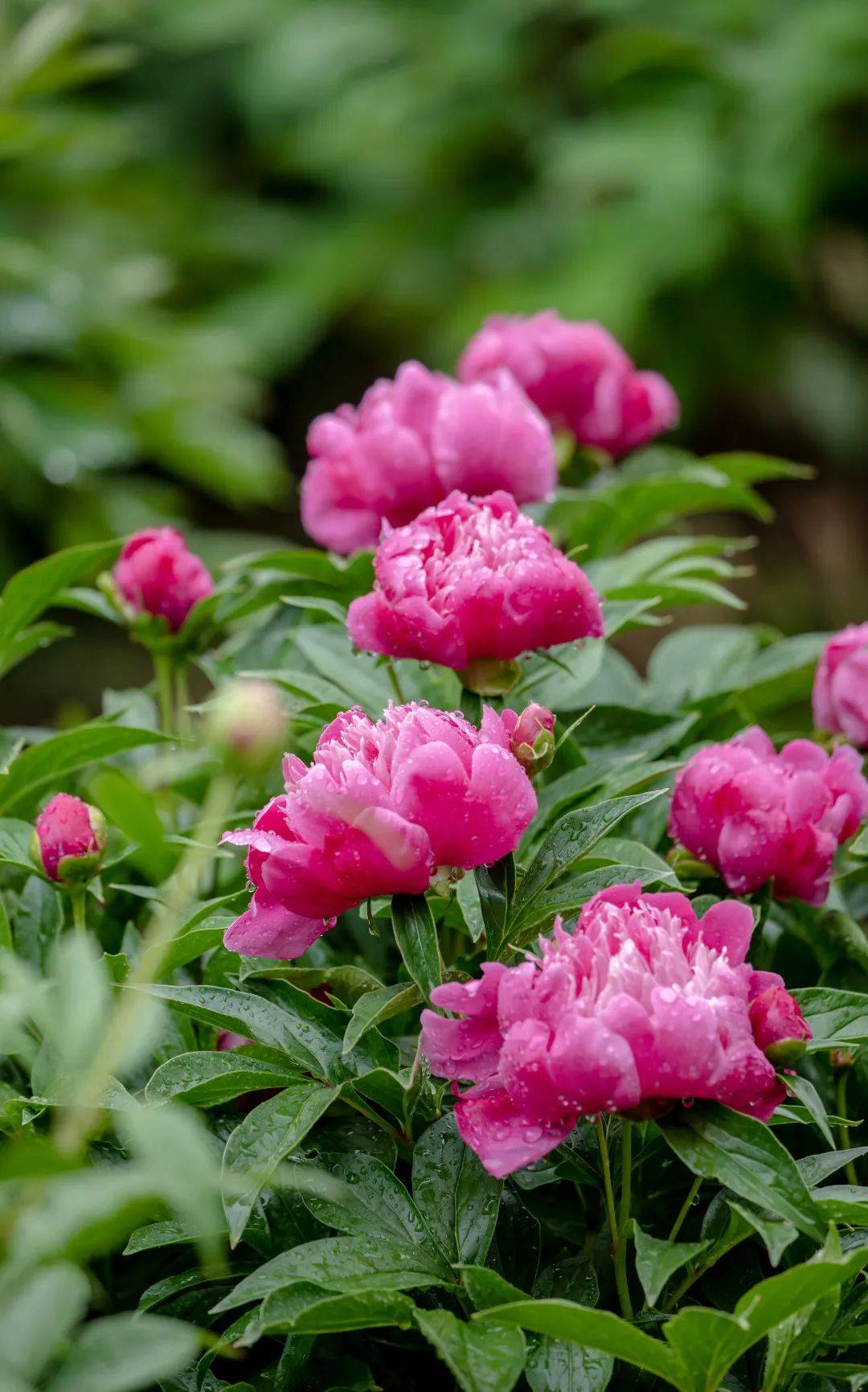 济南牡丹,玫瑰花期预报来了!