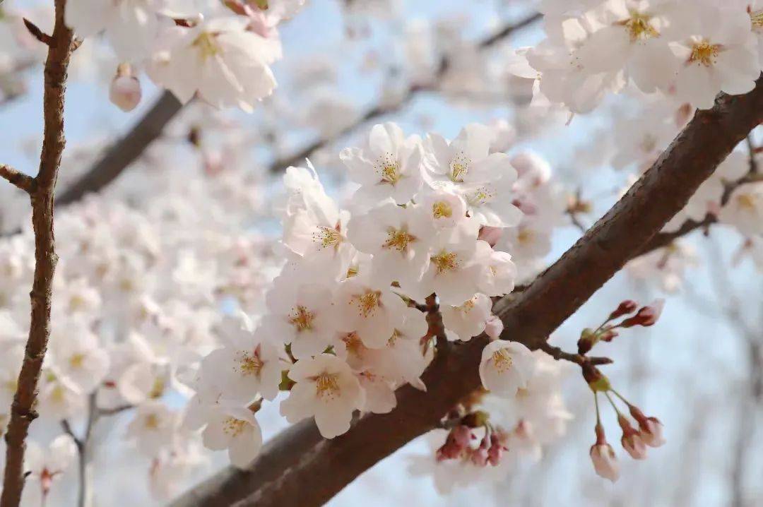 (图片来源:@太原玉泉山景区)#线路四#"春色满园关不住,一枝红杏出墙来