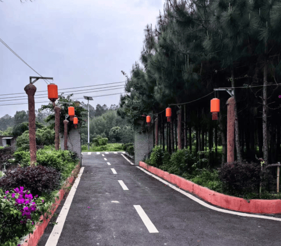 近12万株佛冈乡贤成乡村绿化生力军