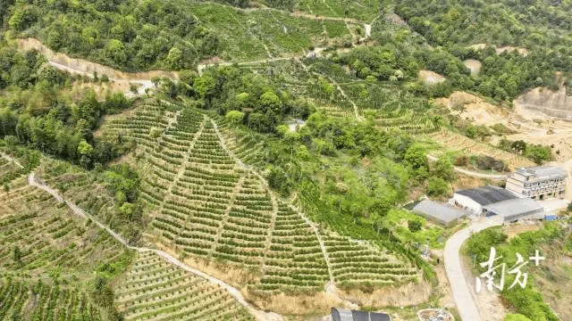 长寿之乡广西蒙山福建柘荣广东大埔春日茶园上新