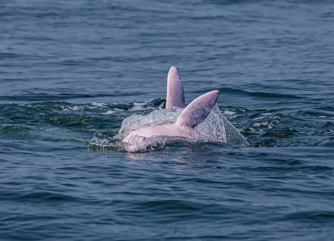 美妙!与湛江中华白海豚的完美邂逅→_雷州_海面_海域