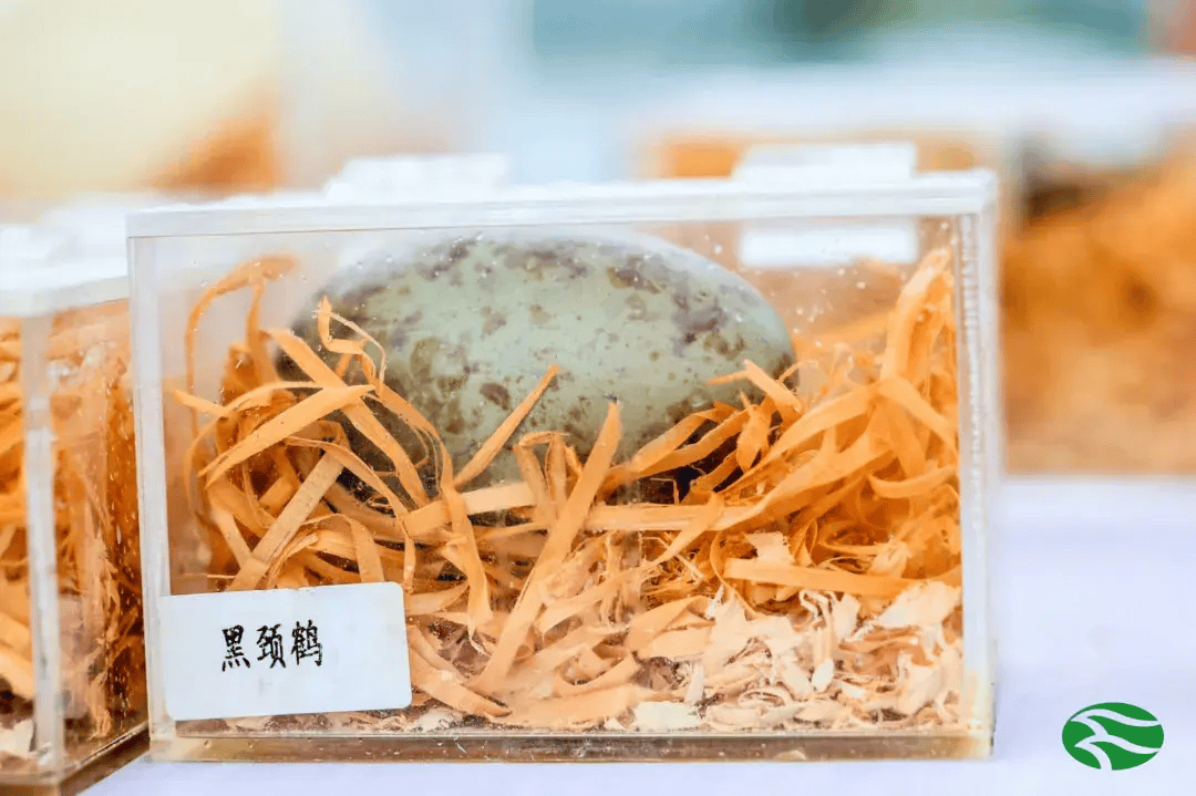 第43届"爱鸟周"启动,上海已记录野生鸟类527种_保护_栖息地_活动