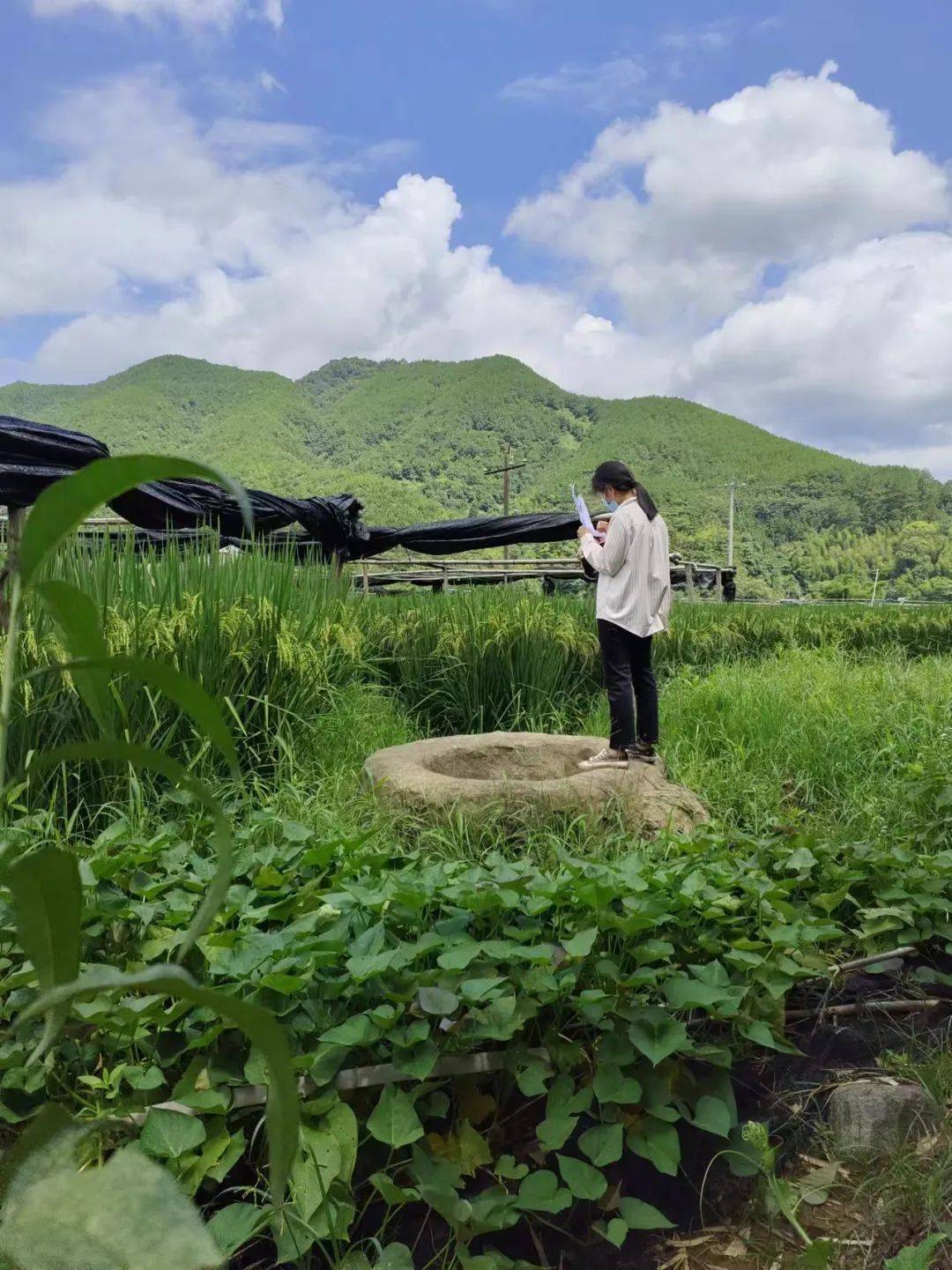 大山里飞出的金凤凰