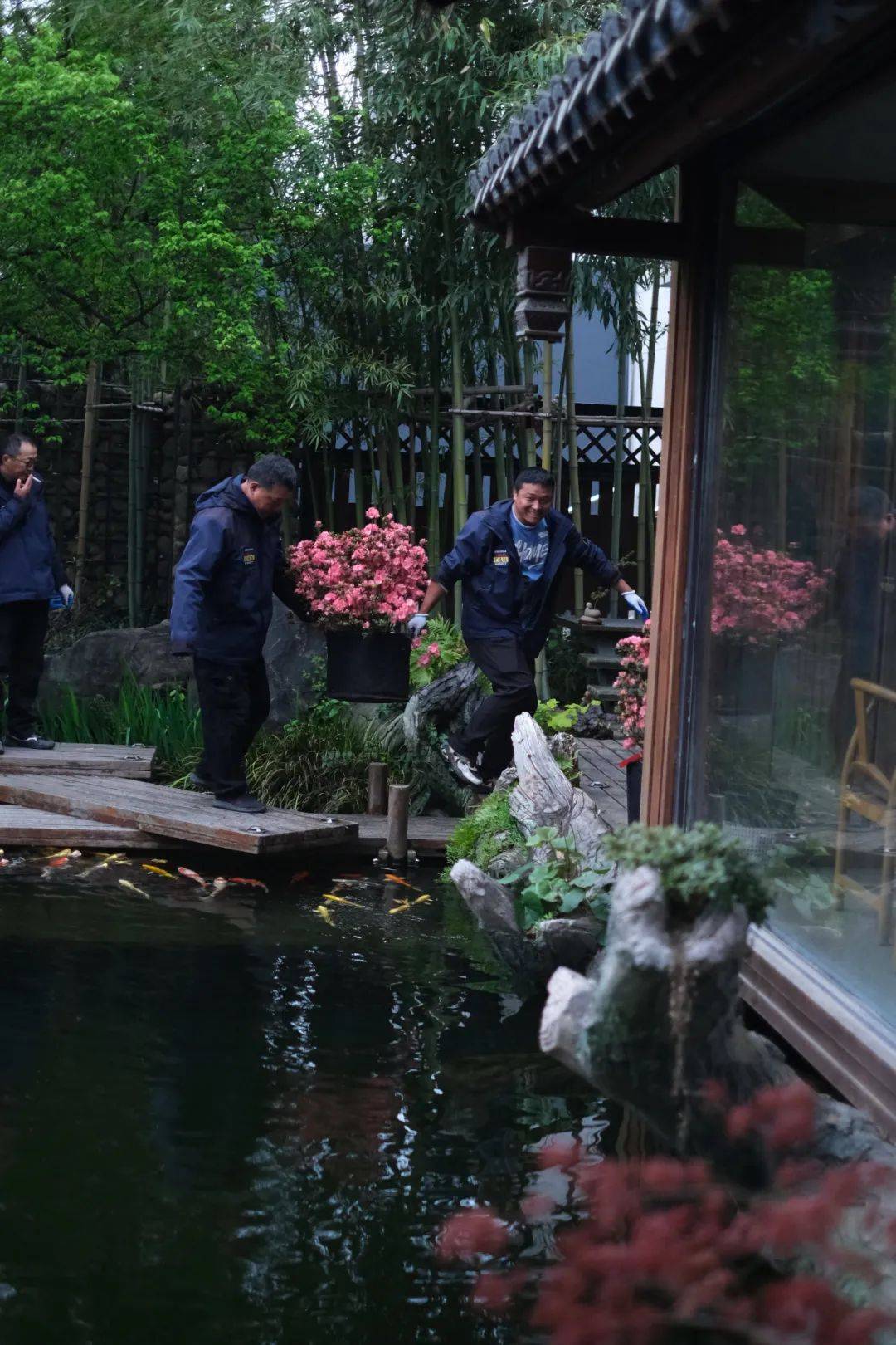 即将开幕!_杜鹃_应用_园艺