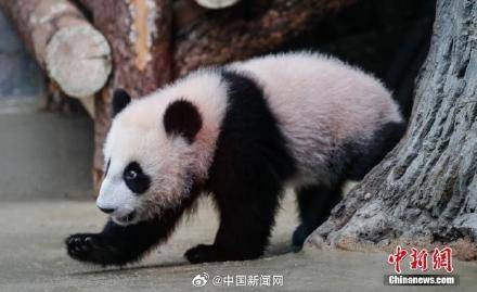 大熊猫喀秋莎体重已达20公斤