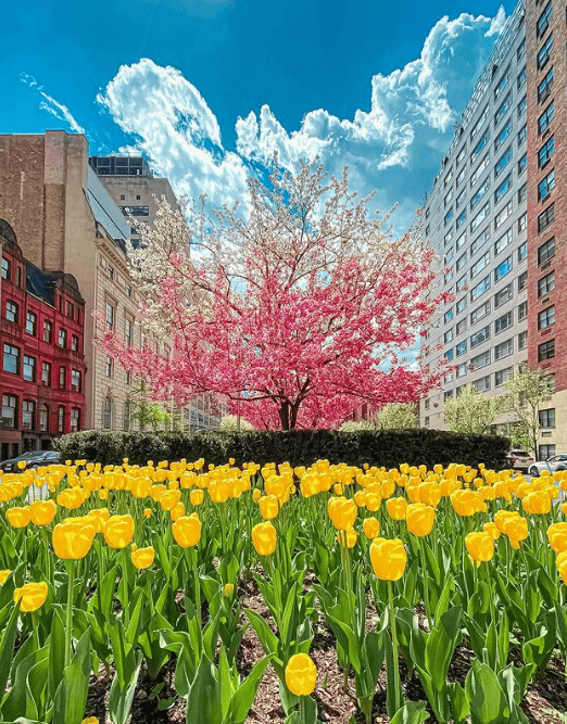 纽约最全10大郁金香观赏地今年有新去处