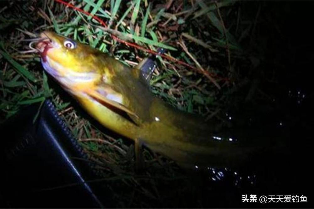 夜钓黄颡鱼技巧会用这种高效钓法上鱼就是一串串