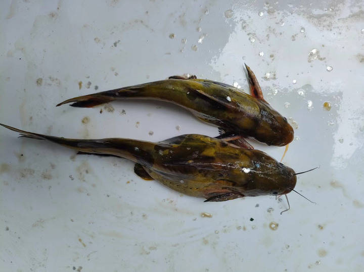 杭州城市河道又有新居民上塘河首次发现江黄颡光泽黄颡鱼