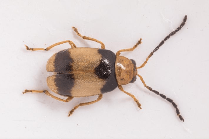 图集 | 河源紫金白溪自然保护区调查发现22种叶甲科昆虫