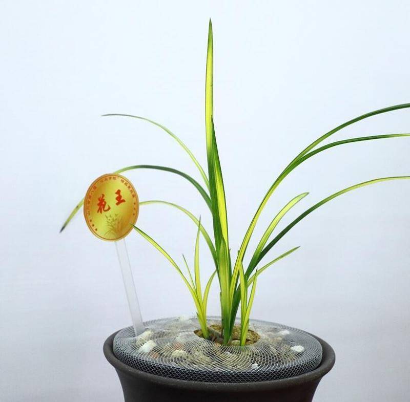 市场的舞者与旁观者兰草价格变动中的深思