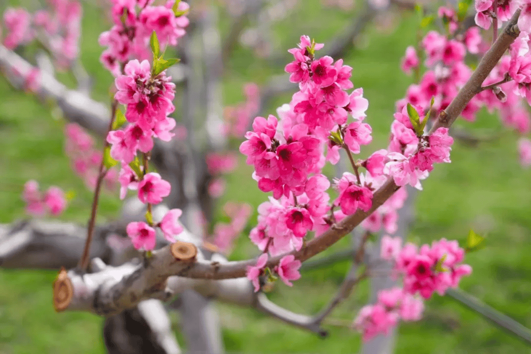 人间四月芳菲尽