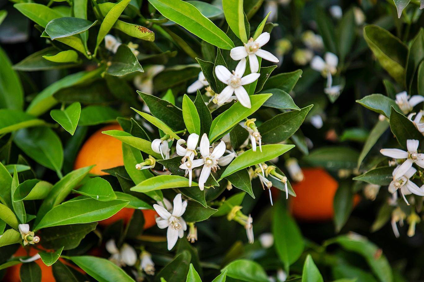 重庆忠县:花果同树惹人醉