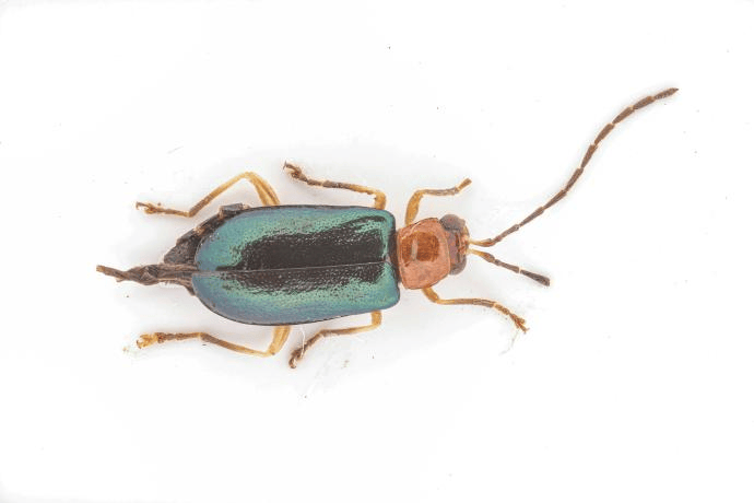 图集 | 河源紫金白溪自然保护区调查发现22种叶甲科昆虫