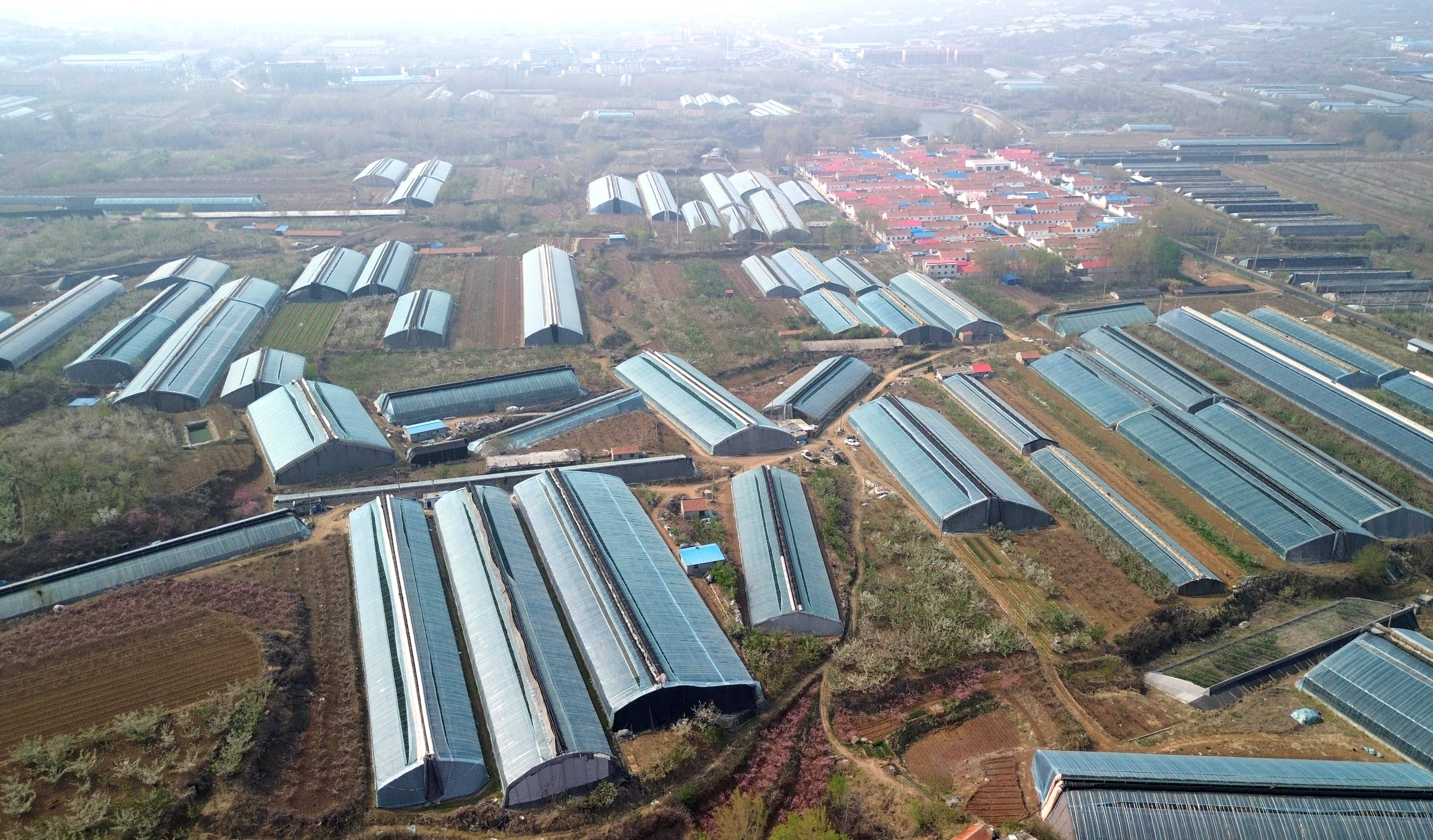 山东临朐:樱桃收获销售忙