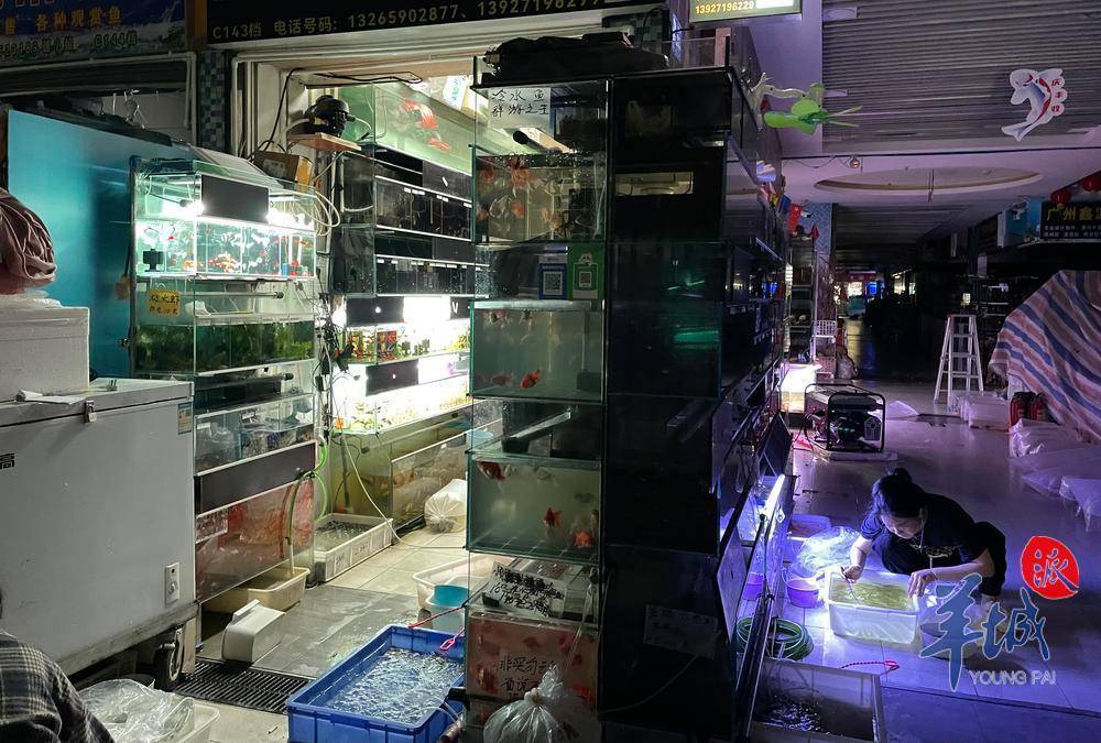 火灾后的广州芳村花鸟市场:档主抓紧救鱼,工艺品馆等暂时封闭_鱼虫